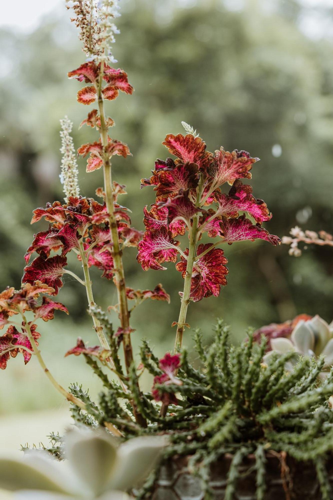 Blackwattle Farm Beerwah Cameră foto