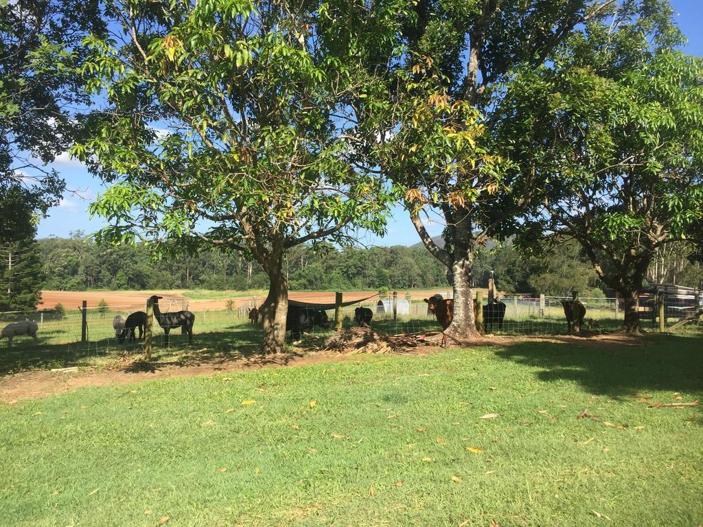 Blackwattle Farm Beerwah Exterior foto